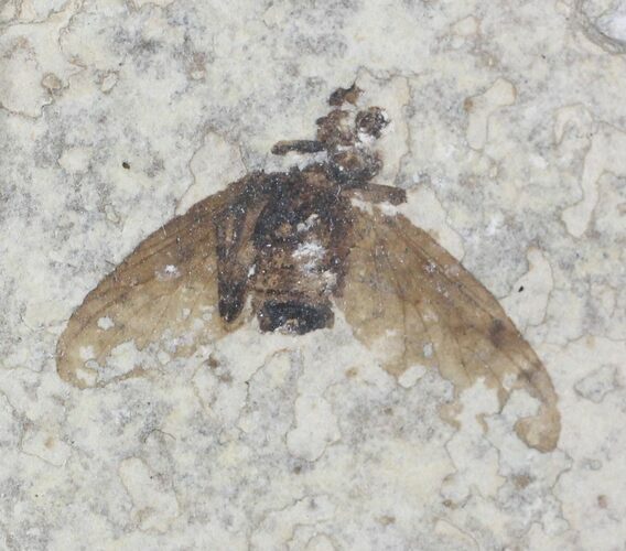 Fossil March Fly (Plecia) - Green River Formation #26818